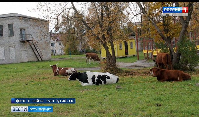 5 коров забрели на территорию школы в Тверской области