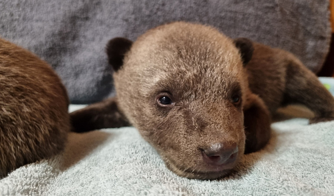 В центр спасения медвежат-сирот в Тверской области привезли медвежат из Пскова