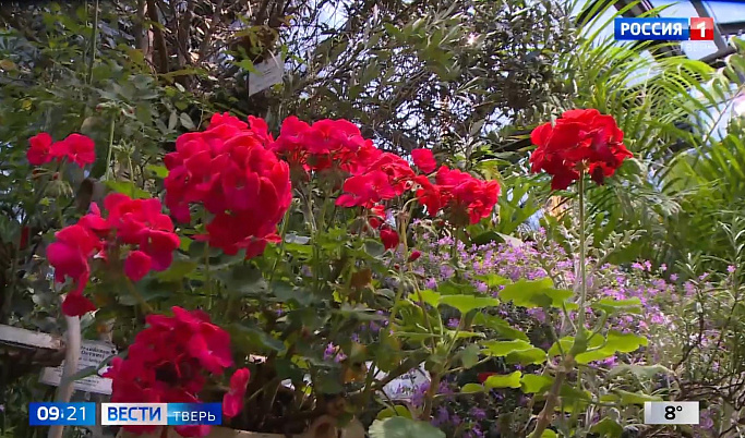 В оранжерее Ботанического сада ТвГУ цветет пеларгония