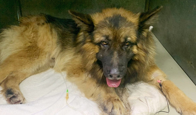 В Твери ветеринары спасали пса, впавшего в алкогольную кому