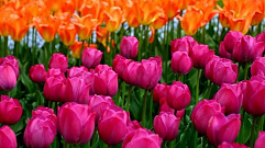 Более 80 тысяч тюльпанов высадили к весне в Твери