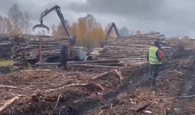 В Тверской области торговали лесом по поддельным документам
