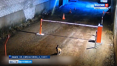 Дикий серый заяц попал в объектив камеры видеонаблюдения в Твери