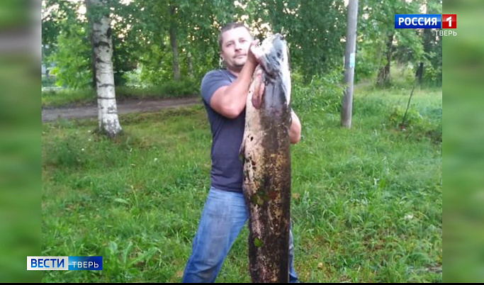 В Тверской области рыбак поймал двух гигантских сомов 