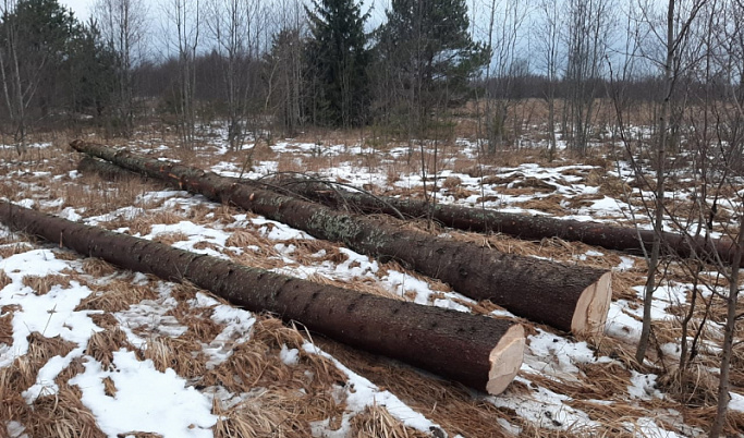 Житель Тверской области незаконно вырубил деревья на 230 тысяч рублей