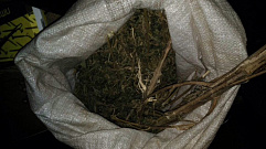 Полицейские изъяли у жителя Тверской области более 700 граммов марихуаны