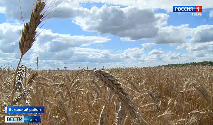 Урожай зерновых в Тверской области превысил уровень прошлого года