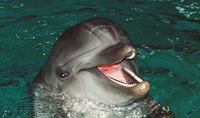 Дельфинам и морским котикам понравилось в Твери