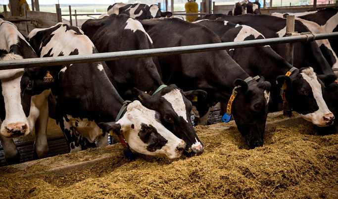 Сельхозпроизводители Тверской области наращивают темпы производства в молочной и мясной отраслях