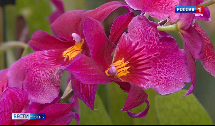Ботанический сад ТвГУ приглашает жителей Твери полюбоваться редкими орхидеями