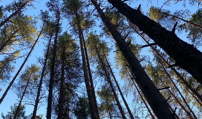 12 лесных пожаров с начала сезона потушили в Тверской области