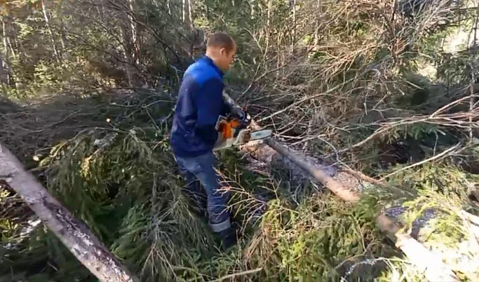 На 7 млн рублей незаконно вырубили деревьев в Тверской области