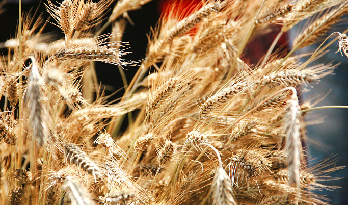 В Тверской области зафиксирован рост урожайности зерновых в 2023 году