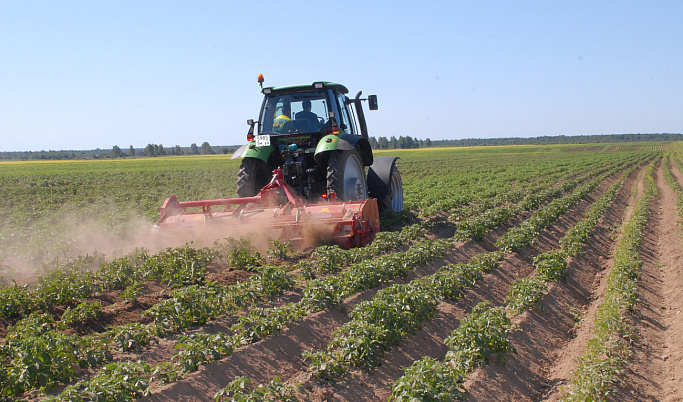 В Тверской области вводят новые меры поддержки для производителей картофеля и овощей