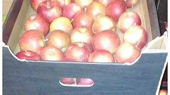 В Кимрах торговали яблоками неизвестного происхождения