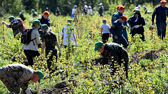 В рамках акции «Живи, Лес!» в Тверской области посадили более 87 тысяч саженцев