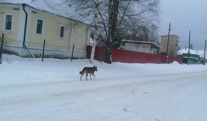 В Тверской области школьницу госпитализировали после нападения собаки
