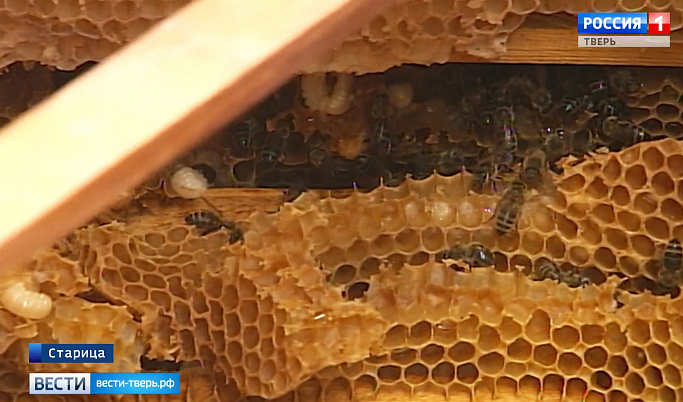 Старицкий пчеловод изложил теорию экологического безроевого пчеловодства 