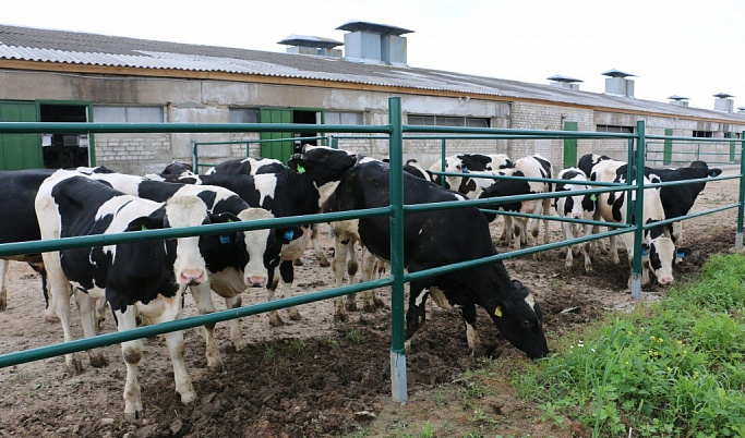 Тверская область увеличила объёмы производства говядины