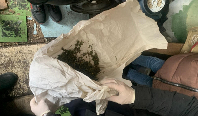 В Тверской области в сарае парня нашли 151,5 грамм марихуаны