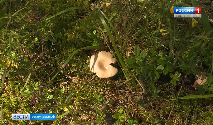 В Тверской области начался грибной сезон