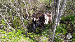 В Тверской области спасли корову, застрявшую в болоте