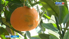 В тверском Ботаническом саду созрели плоды редкого цитрусового фрукта аурантика