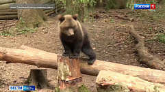 Бусинка из Торопецкого центра спасения медвежат-сирот покоряет новые вершины