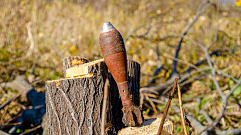 В Зубцовском районе нашли мину, вросшую в ствол дерева