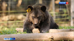 Торопецкий центр спасения медвежат-сирот готовится к зимовке