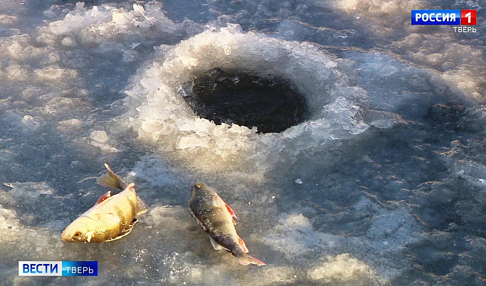В рыбе из водоемов Тверской области нашли паразитов