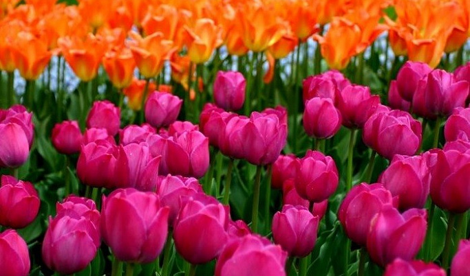 Более 80 тысяч тюльпанов высадили к весне в Твери