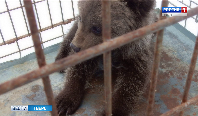 Медвежонок-сирота переедет жить в Тверскую область из Нарьян-Мара