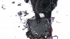 Собака в клочья разорвала портфель ржевского школьника