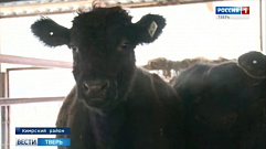 В Кимрском районе планируют увеличить стадо бычков абердино-ангусской породы