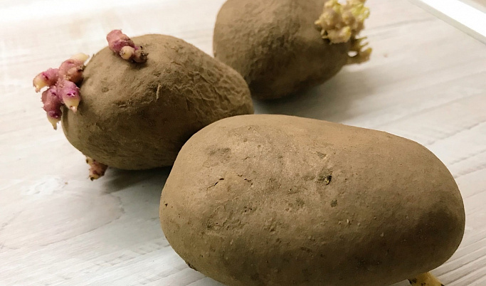 Огородникам Тверской области рассказали о выборе сорта картофеля