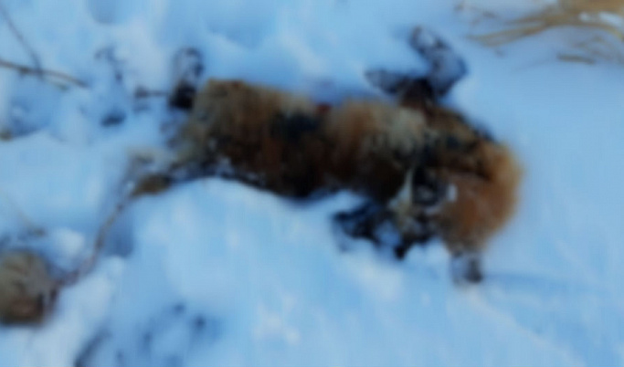 В Кашине убили лису, от укусов которой пострадали 12 человек