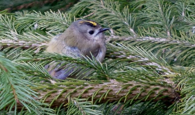 Самая маленькая птица России врезалась в оконное стекло в Тверской области