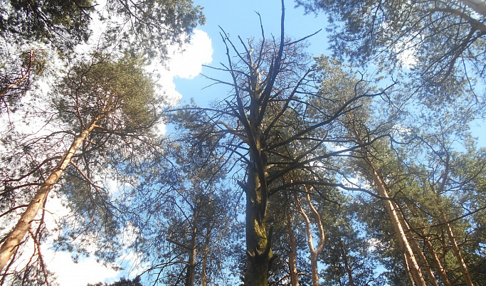 В Бобачевской роще Твери вырубят опасные деревья
