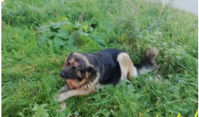 В Тверской области хозин выгнал из дома беременную собаку