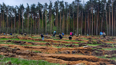 В Тверской области в рамках международной акции высадили более 2,3 млн штук сеянцев и саженцев деревьев