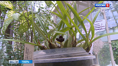 В Зеленом доме Ботанического сада ТвГУ зацвела черная орхидея 