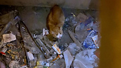 Пропавшую три недели назад кошку нашли в закрытом подвале в Твери