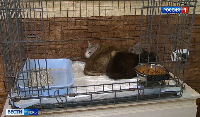 В Твери волонтеры спасли 18 кошек, запертых в квартире без еды и воды