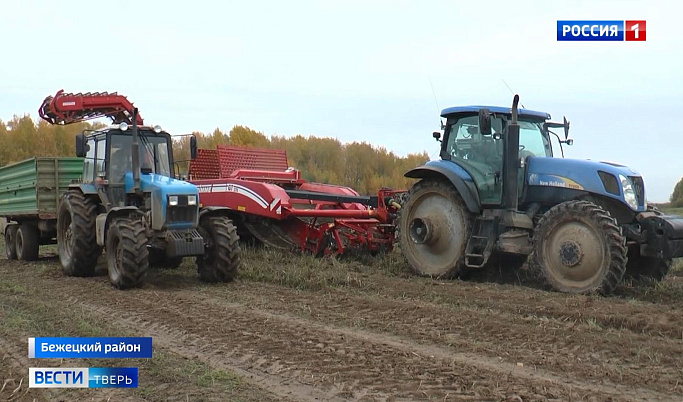Сельхозпредприятия Тверской области завершают уборку овощей и картофеля