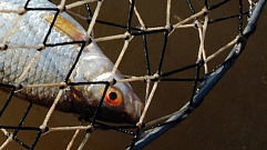 Двое жителей Весьегонского района попались на незаконной рыбалке