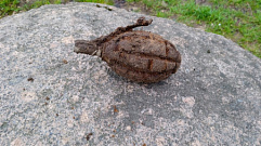 На Волынском кладбище в Твери нашли гранату