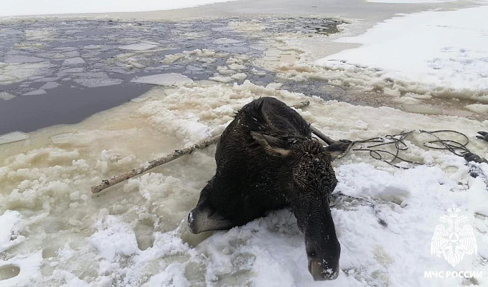 На озере Плоское в Тверской области лоси провалились в полынью