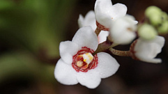 В Твери в конце февраля расцвела Большая каменная орхидея 