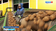 В хозяйствах тверского региона продолжается уборка картофеля